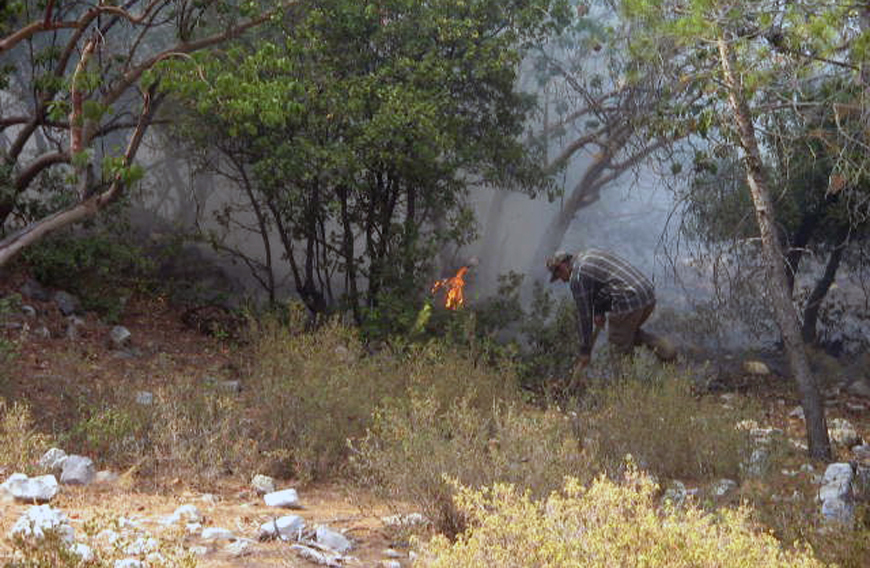 Forests in Jordan constitute less than 1 per cent of the country’s total area of 97,000 square kilometres (File photo)
